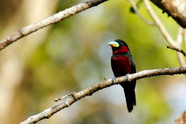 Bir şube üzerinde siyah-kırmızı Broadbill (Cymbirhynchus makro-hynchos). Sukau, Kinabatangan Nehri, Sabah. Borneo, Malezya