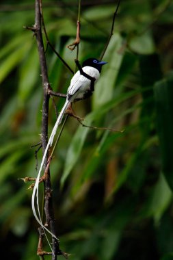 Blyth's Paradise Flycatcher (Terpsiphone affinis, aka Oriental Paradise Flycatcher), Deramakot Forest Reserve, Sabah Borneo, Malaysia clipart