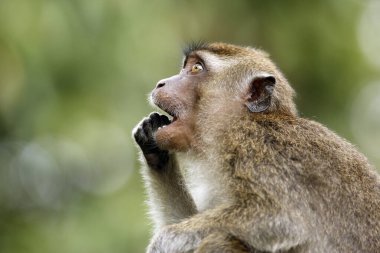 Juvenile Long-tailed Macaque (Juvenile Long-tailed Macaque, aka Crab-eating Macaque) in Profile, Feeding. Kinabatangan River, Sukau, Sabah Borneo, Malaysia clipart