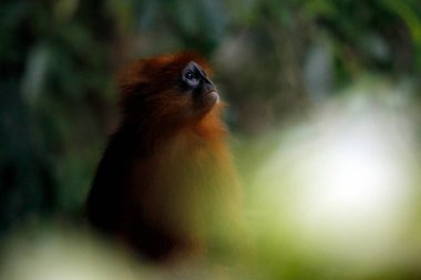 Maroon Leaf Monkey (Presbytis rubicunda, aka Maroon Langur, Red Leaf Monkey, Red Langur). Danum Valley, Sabah. Borneo, Malaysia clipart