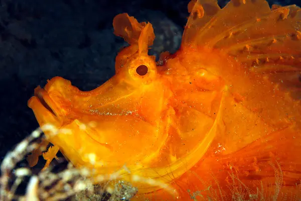 stock image Close-up of a Yellow Paddle-flap Scorpionfish (Rhinopias eschmeyeri). Ambon, Indonesia