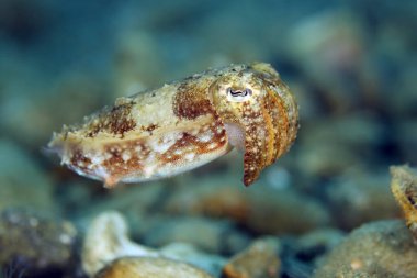 Juvenile Broadclub Cuttlefish (Sepia Latimanus). Ambon, Indonesia clipart