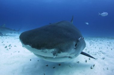 Close Encounter with a Tiger Shark (Galeocerdo cuvier). Tiger Beach, Bahamas clipart