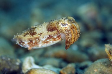 Juvenile Broadclub Cuttlefish (Sepia Latimanus). Ambon, Endonezya