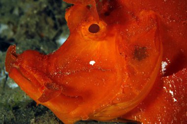 Close-up of a Red Paddle-flap Scorpionfish (Rhinopias eschmeyeri). Ambon, Indonesia clipart