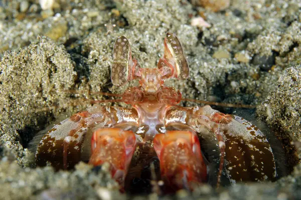 stock image Close-up of a Spearing Mantis Shrimp, Looking up from Its Hole. Ambon, Indonesia