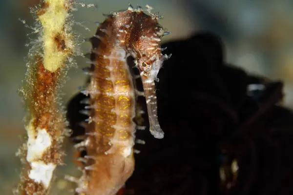 stock image Spiny Seahorse (Hippocampus histrix, aka Thorny Seahorse). Ambon, Indonesia