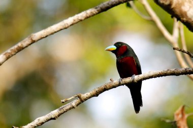 Black-and-red Broadbill (Cymbirhynchus macrorhynchos) on a Branch. Sukau, Kinabatangan River, Sabah. Borneo, Malaysia clipart