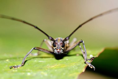 Bir Longhorn Beetle 'ın (Epeotes luscus) yakın çekimi. Danum Vadisi, Sabah. Borneo, Malezya