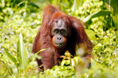 Bornean Orangutan (Pongo pigmaeus), Güneş 'teki Zemin' de göz teması kurar. Kinabatangan Nehri, Abai, Sabah Borneo, Malezya