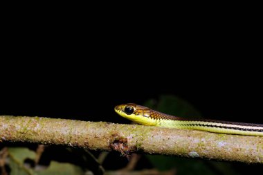 Çizgili Bronzeback Snake 'in (Dendrelaphis caudolineatus, nam-ı diğer Gri Bronzeback) yakın çekimi. Danum Vadisi, Sabah. Borneo, Malezya
