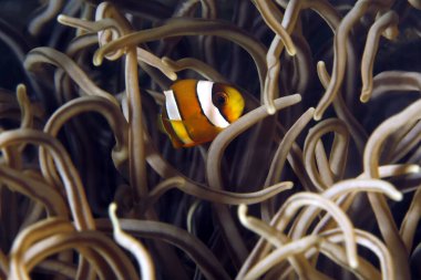 Anemone 'da yavru palyaço balığı. Ambon, Endonezya