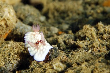 Goniobranchus Hintuanensis Çıplaklık. Ambon, Endonezya