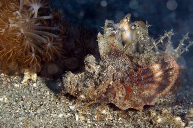 İblis İğnesi (Inimicus didactylus, nam-ı diğer Longsnout Stingerfish, Sakallı Ghoul, Popeyes Sea Goblin, Dikenli Şeytanbalığı, Şeytan İğnesi). Ambon, Endonezya