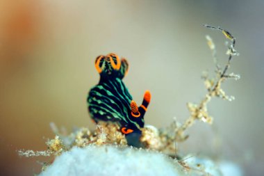 Nembrotha Kubaryana Çıplaklık (Değişken Neon Sümüklüböceği). Ambon, Endonezya