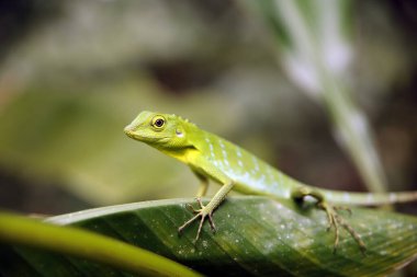 Yeşil İbikli Kertenkele (Bronchocela cristatella) bir Yaprak üzerinde. Danum Vadisi, Sabah. Borneo, Malezya