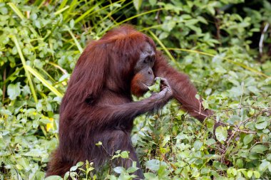 Bornean Orangutan (Pongo pigmaeus) besleniyor. Kinabatangan Nehri, Abai, Sabah Borneo, Malezya