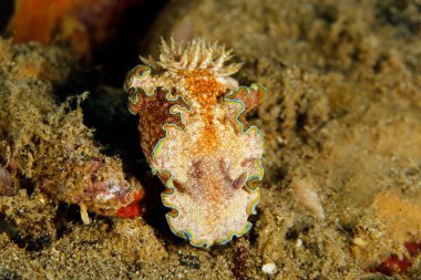Glossodoris cincta (Margin Glossodoris). Ambon, Endonezya