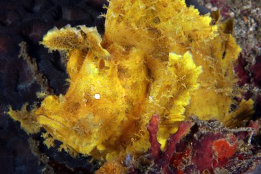 Sarı Yabani Akrep Balığı (rinopias frondosa). Anilao, Filipinler