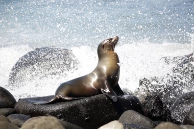 Karadeniz Kayalıkları 'ndaki Galapagos Deniz Aslanı (Zalophus wollebaeki). Kuzey Seymour Adası, Galapagos