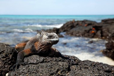 Kara Kaya 'da Deniz Iguana (Amblyrhynchus cristatus hassi). Mosquera Adası, Galapagos