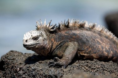 Kara Kaya 'da Deniz Iguana (Amblyrhynchus cristatus hassi). Mosquera Adası, Galapagos