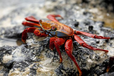 Kırmızı Kaya Yengeci (Greyfurt üzümü, diğer adıyla Sally Hafifayak Yengeci). Garrapatero Plajı, Santa Cruz, Galapagos