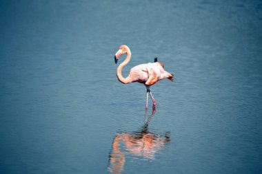 Amerikan Flamingosu (Phoenicopterus ruber) suyun içinde. Isabela Adası, Galapagos