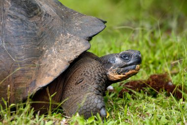Galapagos Kaplumbağa 'nın (Chelonoidis Nijer) yakın plan profili. Santa Cruz Adası, Galapagos