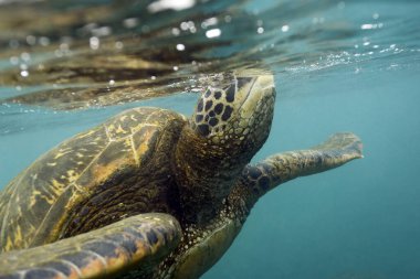 Hava için yüzeye çıkan bir Yeşil Kaplumbağa 'nın (Chelonia mydas) yakın çekimi. Los Tuneles, Cabo Rosa. Isabela Adası, Galapagos