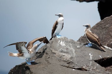 Bir kayanın üzerinde üç mavi ayaklı meme (Sula nebouxii excisa). Cabo Rosa, Isabela Adası, Galapagos