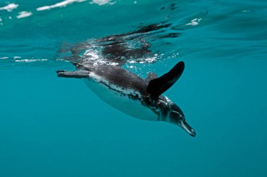 Yüzeyden inen bir Galapagos Pengueni 'nin (Spheniscus mendiculus) su altı çekimi. Concha de Perla, Isabela Adası, Galapagos