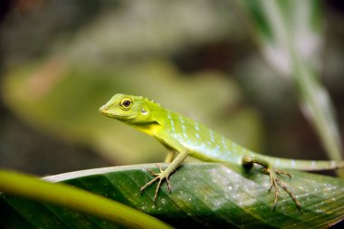 Yeşil İbikli Kertenkele (Bronchocela cristatella) bir Yaprak üzerinde. Danum Vadisi, Sabah. Borneo, Malezya