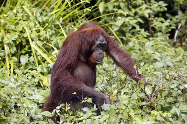 Yerdeki Bornean Orangutan (Pongo pigmaeus), Vegetation 'da. Kinabatangan Nehri, Abai, Sabah Borneo, Malezya