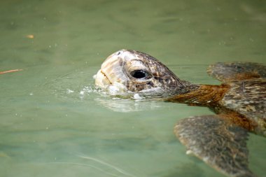Hava için yüzeye çıkan bir Yeşil Kaplumbağa 'nın (Chelonia mydas) yakın çekimi. Bataklıklar, Isabela Adası, Galapagos