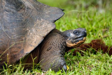 Galapagos Kaplumbağa 'nın (Chelonoidis Nijer) yakın plan profili. Santa Cruz Adası, Galapagos