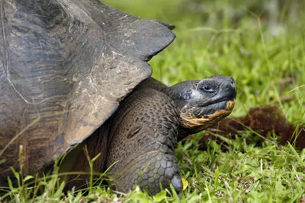 Galapagos Kaplumbağa 'nın (Chelonoidis Nijer) yakın plan profili. Santa Cruz Adası, Galapagos