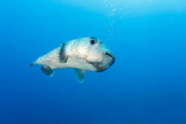 Benekli kirpi balığı (Diodon hystrix, nam-ı diğer benekli kirpi balığı, siyah benekli kirpi balığı). Darwin Sütunları, Galapagos Adaları, Ekvador