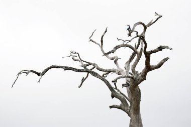Kurumuş Ölü Ağaç 'ın üst kısmı. Taita Hills, Kenya
