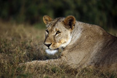 Close-up of a Lioness Lying in the Grass. Amboseli, Kenya