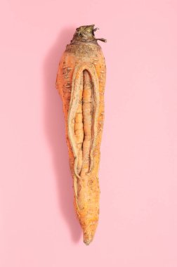 Ugly carrot on a pink background. The concept of ugly vegetables. Carrots look like a vagina