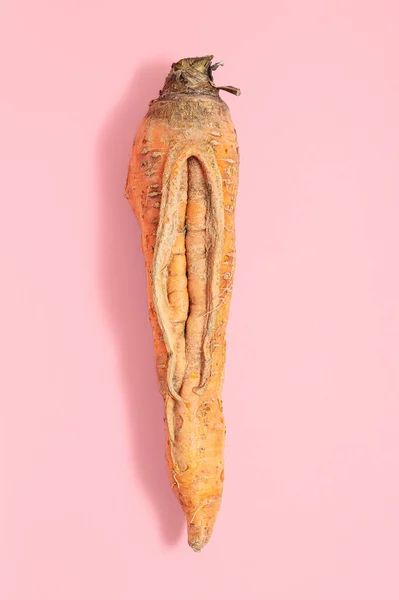Ugly carrot on a pink background. The concept of ugly vegetables. Carrots look like a vagina