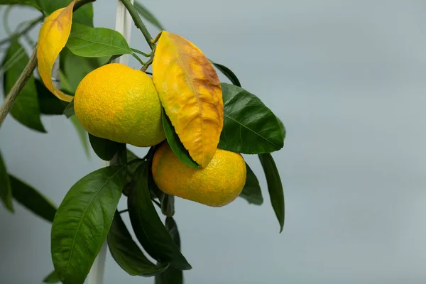 Mognad Citrusfrukter Tar Näring Från Bladen — Stockfoto