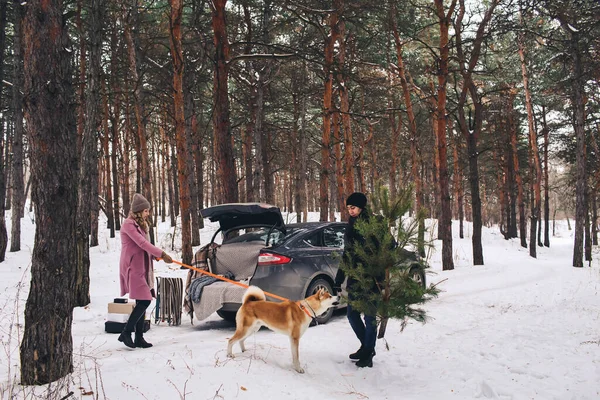 一对年轻夫妇来到森林里买了棵圣诞树 一对年轻夫妇带着一只狗在松林里休息 — 图库照片