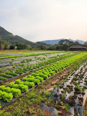 Marul ve baharatlı salata çiftliği.