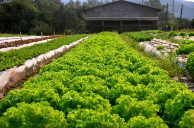 Büyük bir marul salatası tarlası hasat edilmeye hazır.