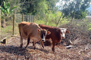 A cow and an ox, calm on a farm, looking curiously  clipart