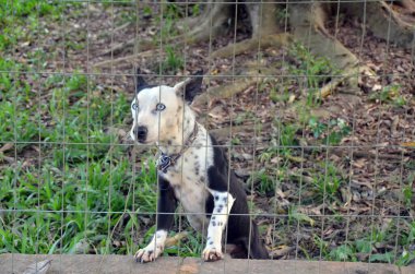 Çitin arkasında üzgün üzgün bakan mavi gözlü bir köpek.