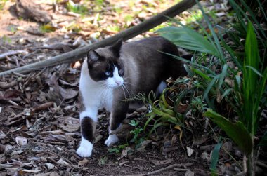 Doğada yürüyen beyaz ve mavi gözlü kahverengi kedi.