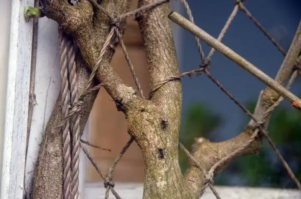 stock image Two ants walking on a branch, photographed close up